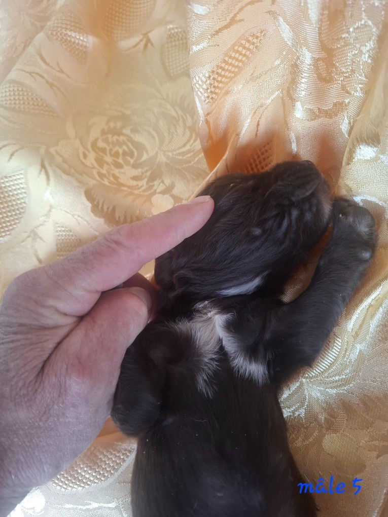 Chiot N°5
