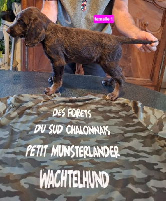 Les chiots de Chien d'Oysel allemand