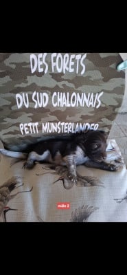 Les chiots de Petit Epagneul de Münster