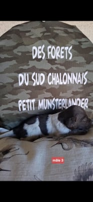 Les chiots de Petit Epagneul de Münster