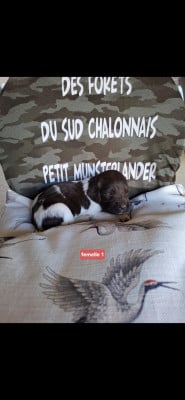 Les chiots de Petit Epagneul de Münster