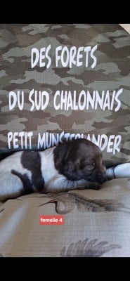 Les chiots de Petit Epagneul de Münster