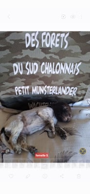 Les chiots de Petit Epagneul de Münster