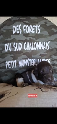 Les chiots de Petit Epagneul de Münster