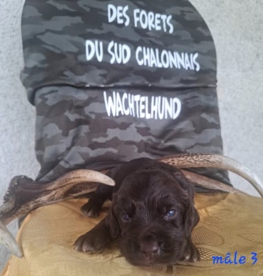 Les chiots de Chien d'Oysel allemand