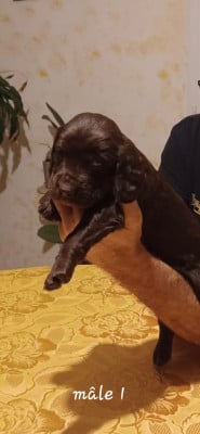Les chiots de Chien d'Oysel allemand