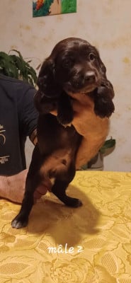 Les chiots de Chien d'Oysel allemand