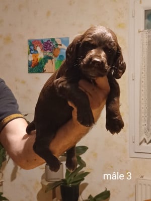 Les chiots de Chien d'Oysel allemand