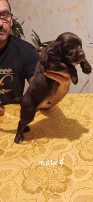 Les chiots de Chien d'Oysel allemand
