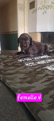 Les chiots de Chien d'Oysel allemand