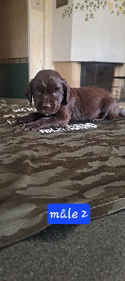 Les chiots de Chien d'Oysel allemand