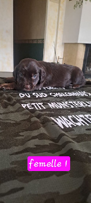 Les chiots de Chien d'Oysel allemand