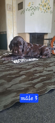 Les chiots de Chien d'Oysel allemand