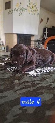 Les chiots de Chien d'Oysel allemand