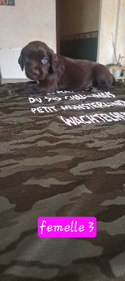 Les chiots de Chien d'Oysel allemand