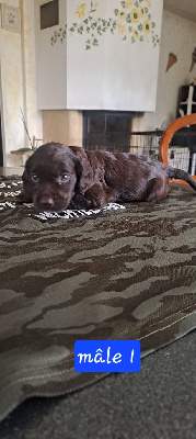 Les chiots de Chien d'Oysel allemand