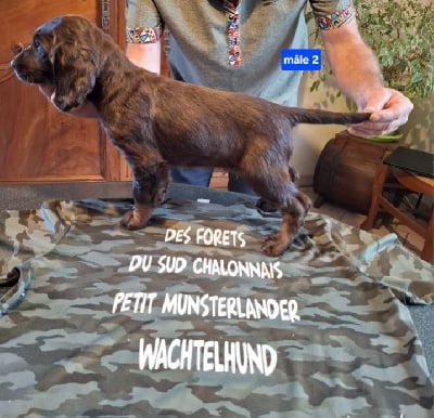 Les chiots de Chien d'Oysel allemand