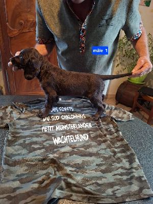 Les chiots de Chien d'Oysel allemand