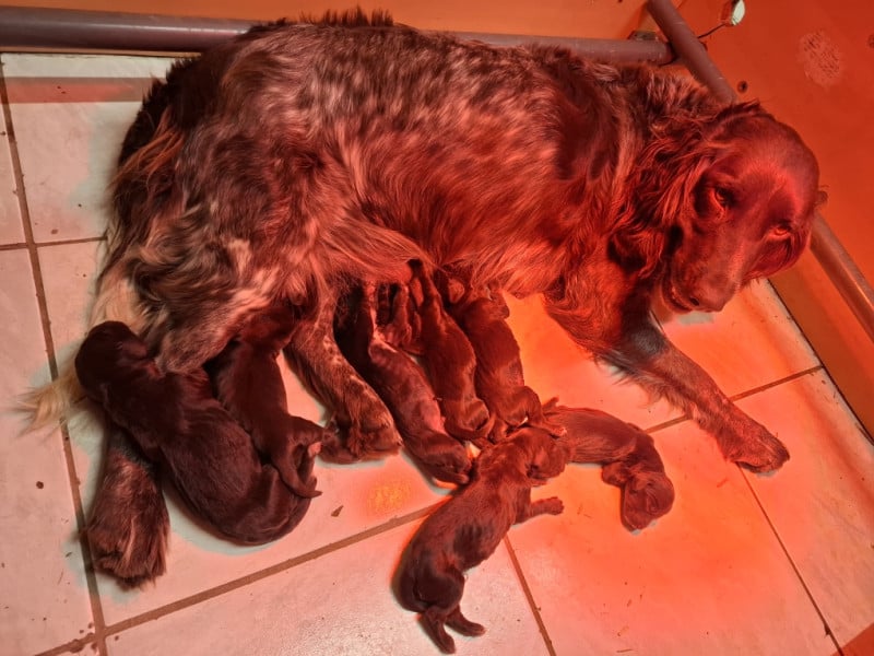 Chien d'Oysel allemand - Des Forêts Du Sud Chalonnais