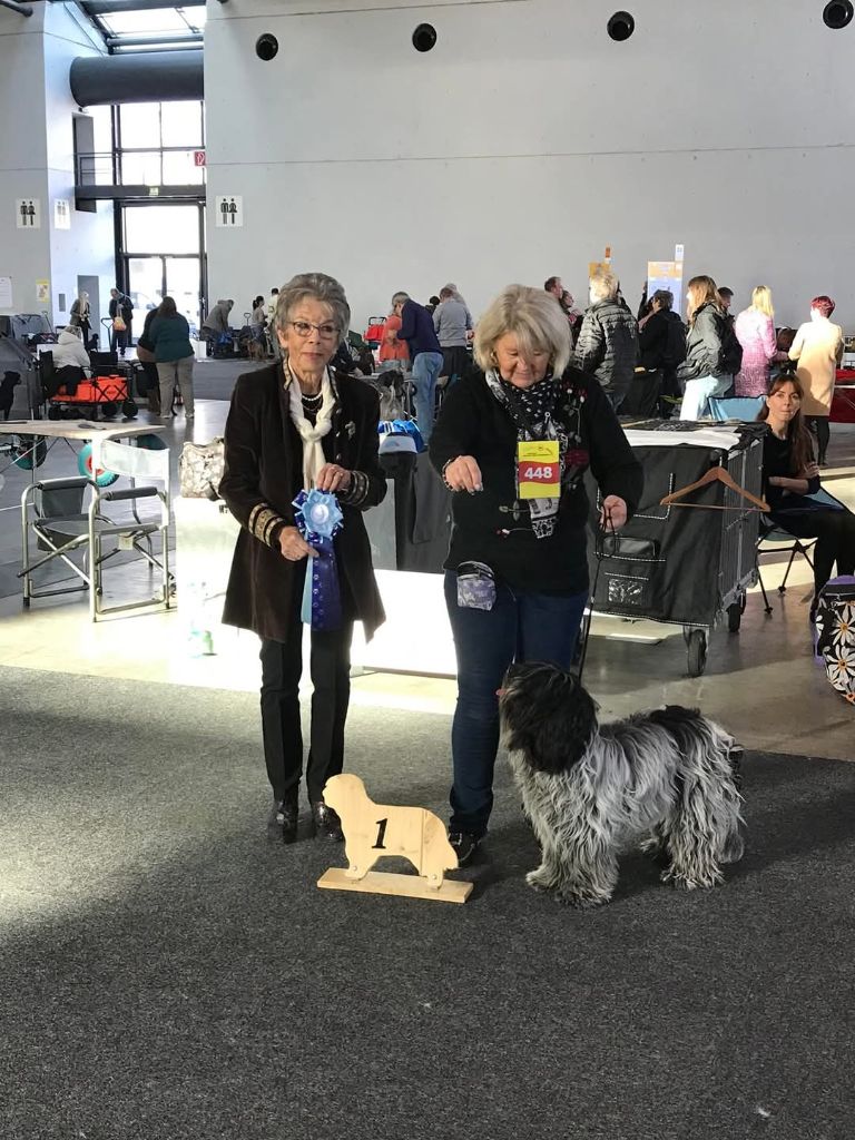 CH. Thylia litha grise Du bois des nonnes - 1er Exc - CACIB J -