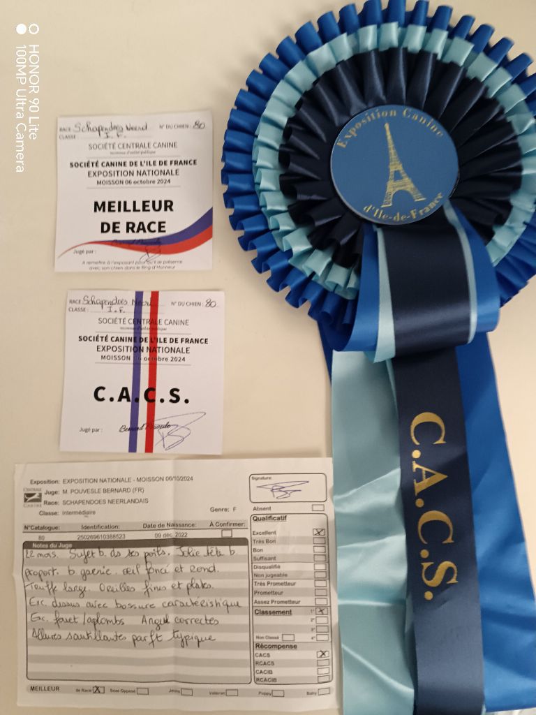 CH. Thylia litha grise Du bois des nonnes - 1er Exc - CACS - Meilleur de Race