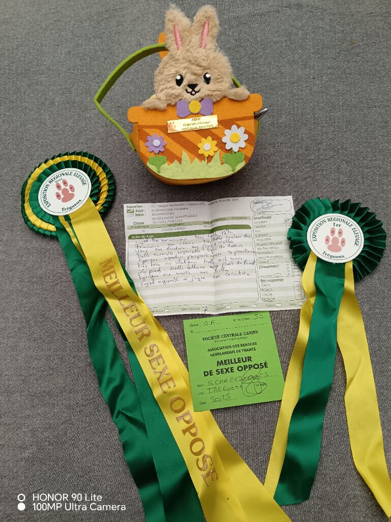 CH. Thylia litha grise Du bois des nonnes - 1er Exc - Meilleur Sexe Opposé