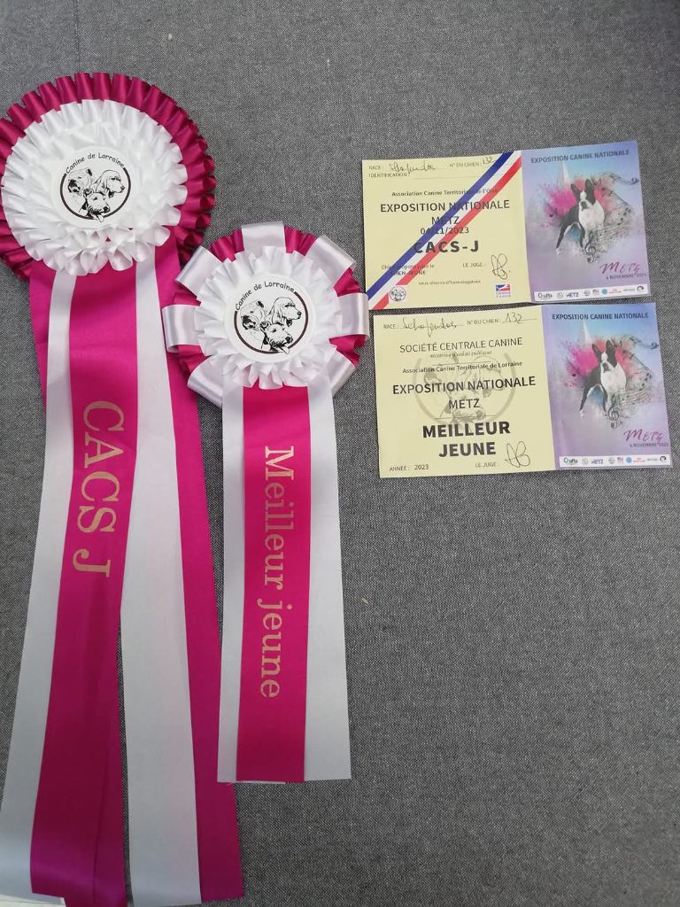 CH. Thylia litha grise Du bois des nonnes - 1er Exc - CACS J - Meilleur Jeune