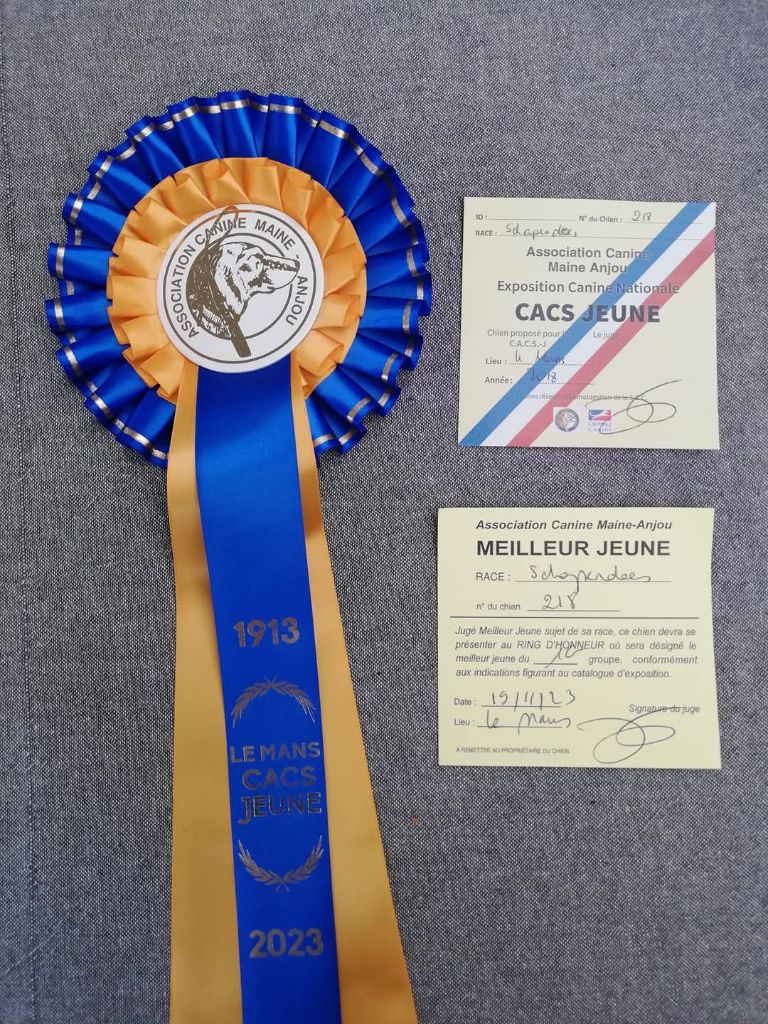 CH. Thylia litha grise Du bois des nonnes - 1er Exc - CACS J - Meilleur Jeune