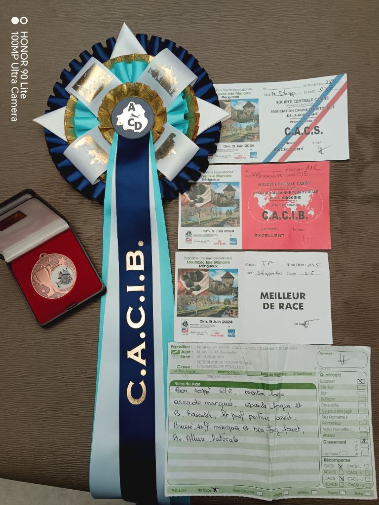 CH. Thylia litha grise Du bois des nonnes - 1er Exc - CACS - CACIB - Meilleur de Race