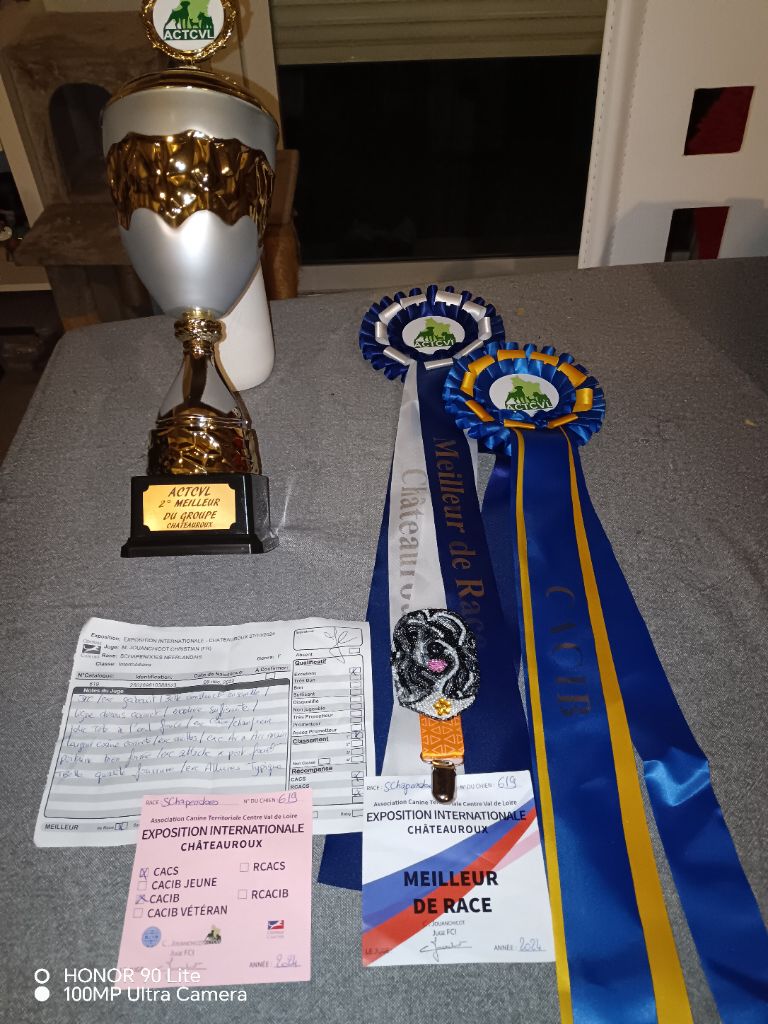 CH. Thylia litha grise Du bois des nonnes - 1er Exc - CACS - CACIB - Meilleur de Race - 2ème du Groupe 1