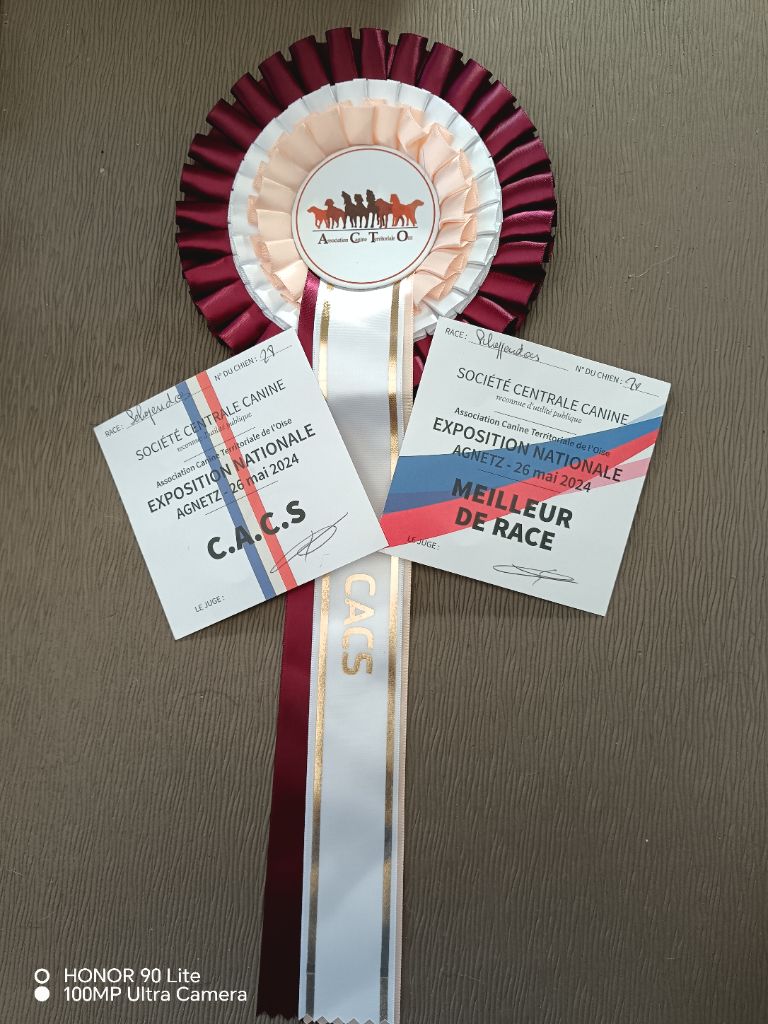 CH. Thylia litha grise Du bois des nonnes - 1er Exc - CACS - Meilleur de Race