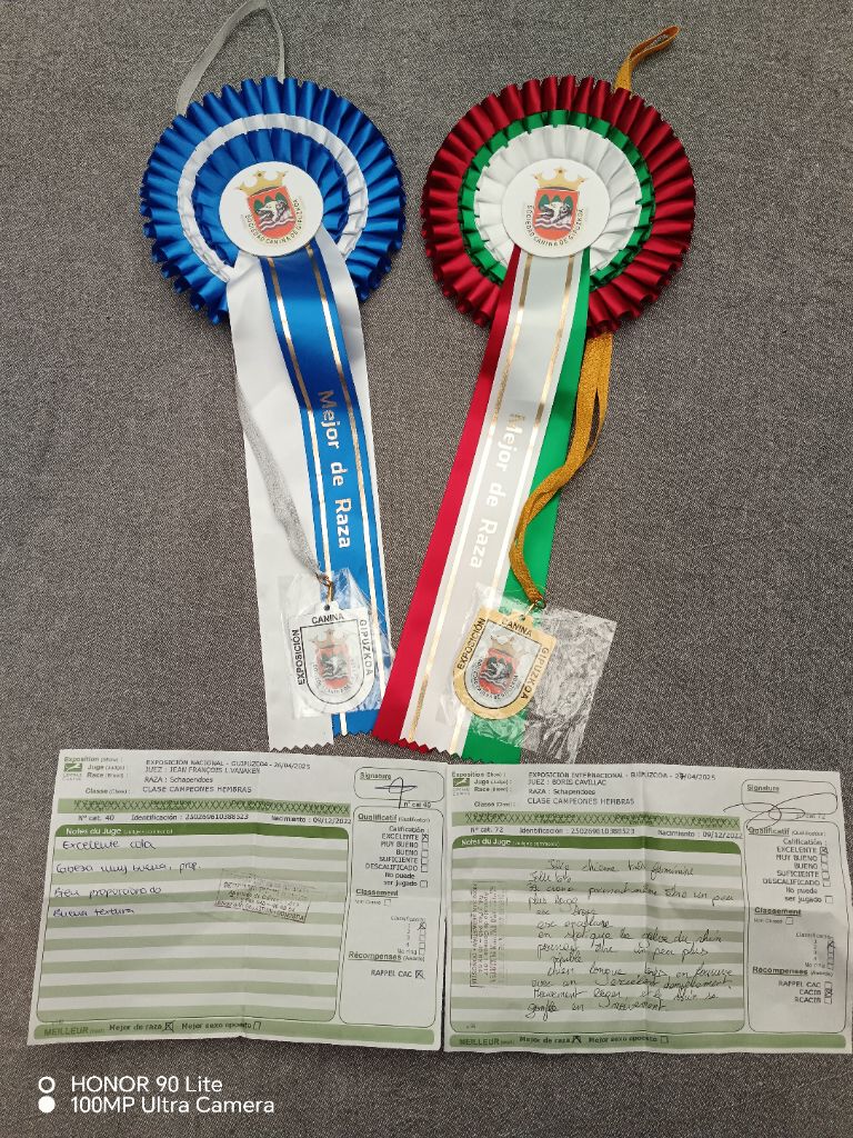 CH. Thylia litha grise Du bois des nonnes - 1er Exc - Meilleur de Race