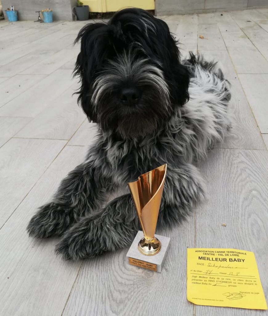 CH. Thylia litha grise Du bois des nonnes - 1er Très Prometteur - Meilleur BABY et 2ème Meilleur BABY de l'exposition