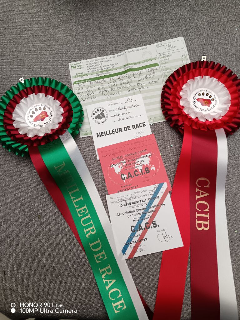 CH. Thylia litha grise Du bois des nonnes - 1er Exc - CACS - CACIB - Meilleur de Race