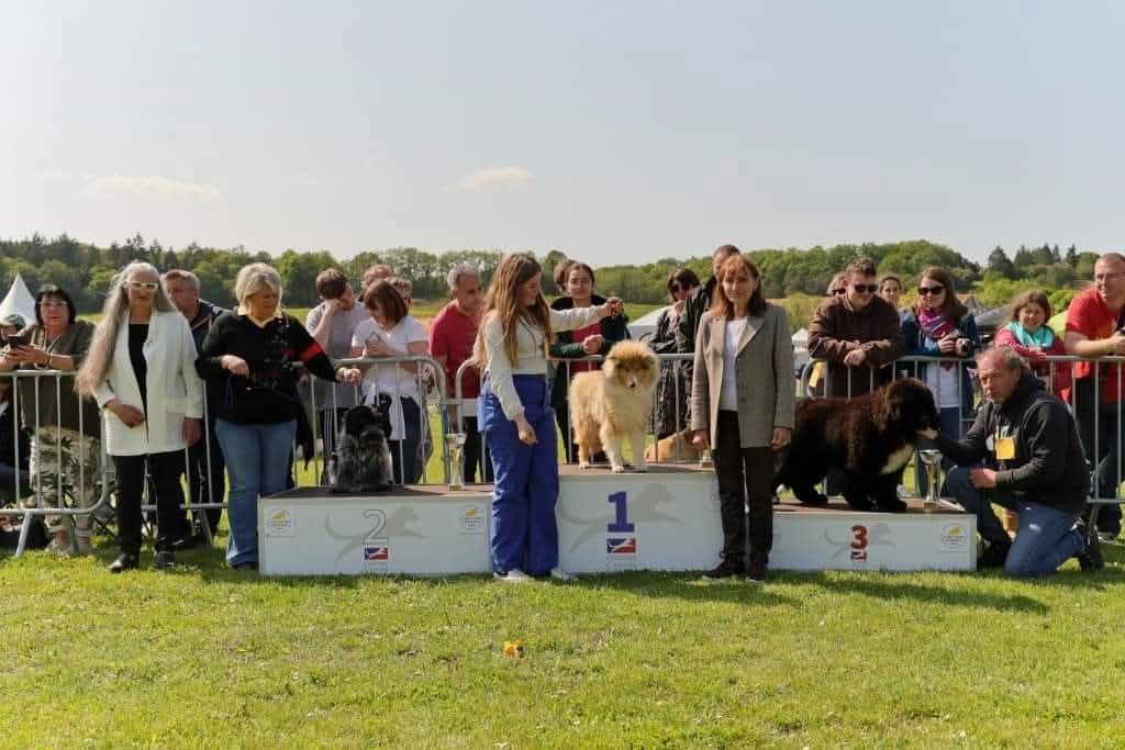 CH. Thylia litha grise Du bois des nonnes - 1er Très Prometteur - Meilleur BABY - 2ème Meilleur BABY de l'exposition