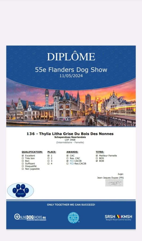CH. Thylia litha grise Du bois des nonnes - 1er - CACS - CACIB - Meilleur de Race