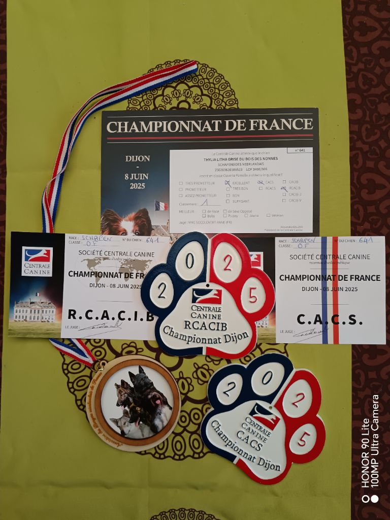 CH. Thylia litha grise Du bois des nonnes - 1er Exc - CACS - RCACIB