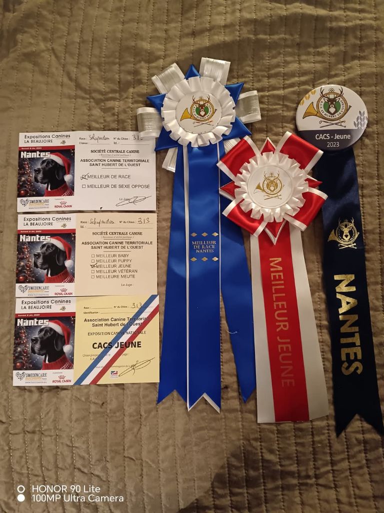 CH. Thylia litha grise Du bois des nonnes - 1er Exc - CACS J - Meilleur Jeune - Meilleur de Race