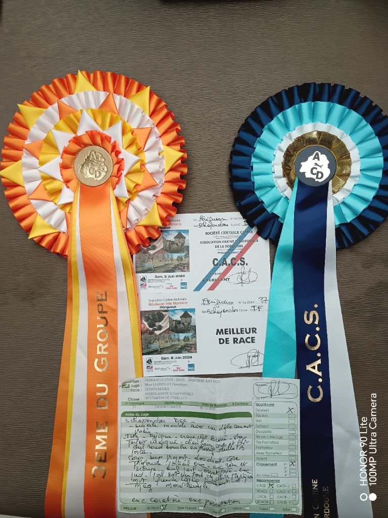 CH. Thylia litha grise Du bois des nonnes - 1er Exc - CACS - Meilleur de Race - 3ème du Groupe 1