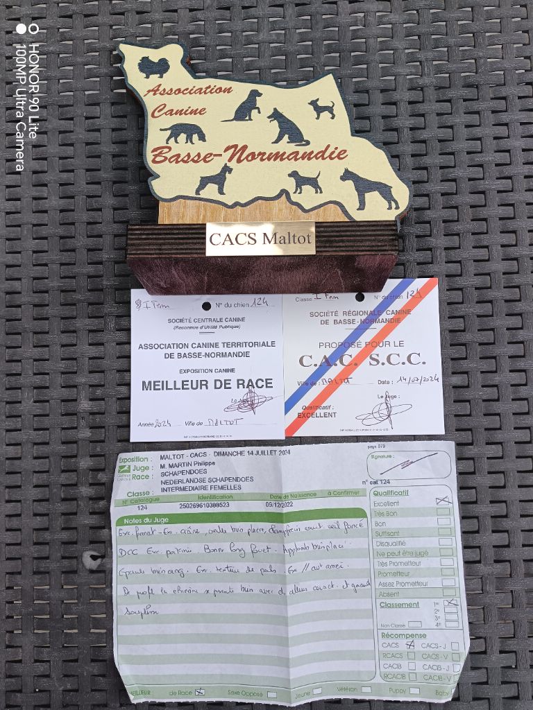 CH. Thylia litha grise Du bois des nonnes - 1er Exc - CACS - Meilleur de Race