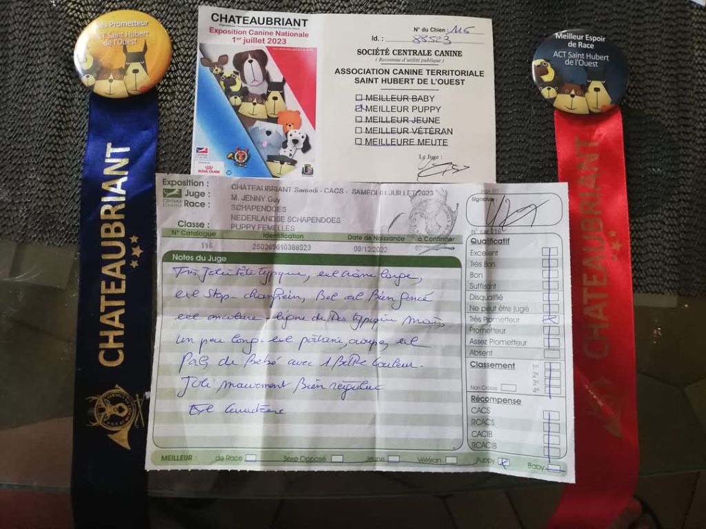 CH. Thylia litha grise Du bois des nonnes - 1ère Très Prometteur