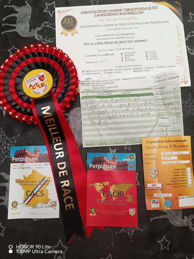 CH. Thylia litha grise Du bois des nonnes - 1er Exc - CACS - CACIB - Meilleur de Race