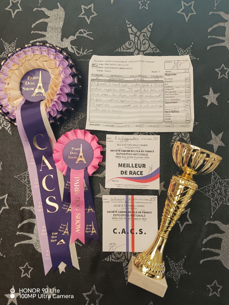 CH. Thylia litha grise Du bois des nonnes - 1er Exc - CACS - Meilleur de Race - 3ème du Groupe 1