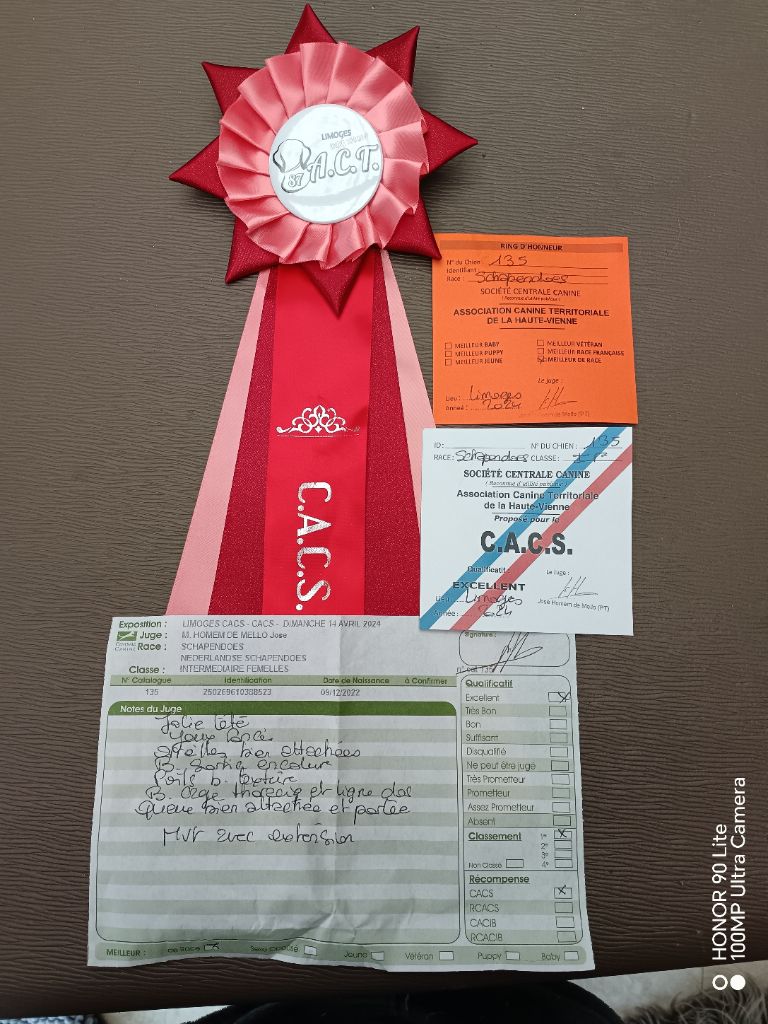 CH. Thylia litha grise Du bois des nonnes - 1er Exc - CACS - Meilleur de Race