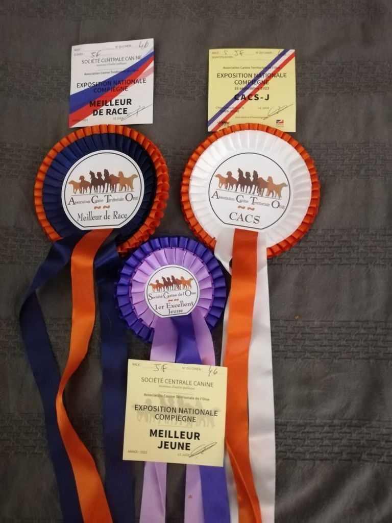 CH. Thylia litha grise Du bois des nonnes - 1er Exc - CACS J - Meilleur Jeune - Meilleur de Race