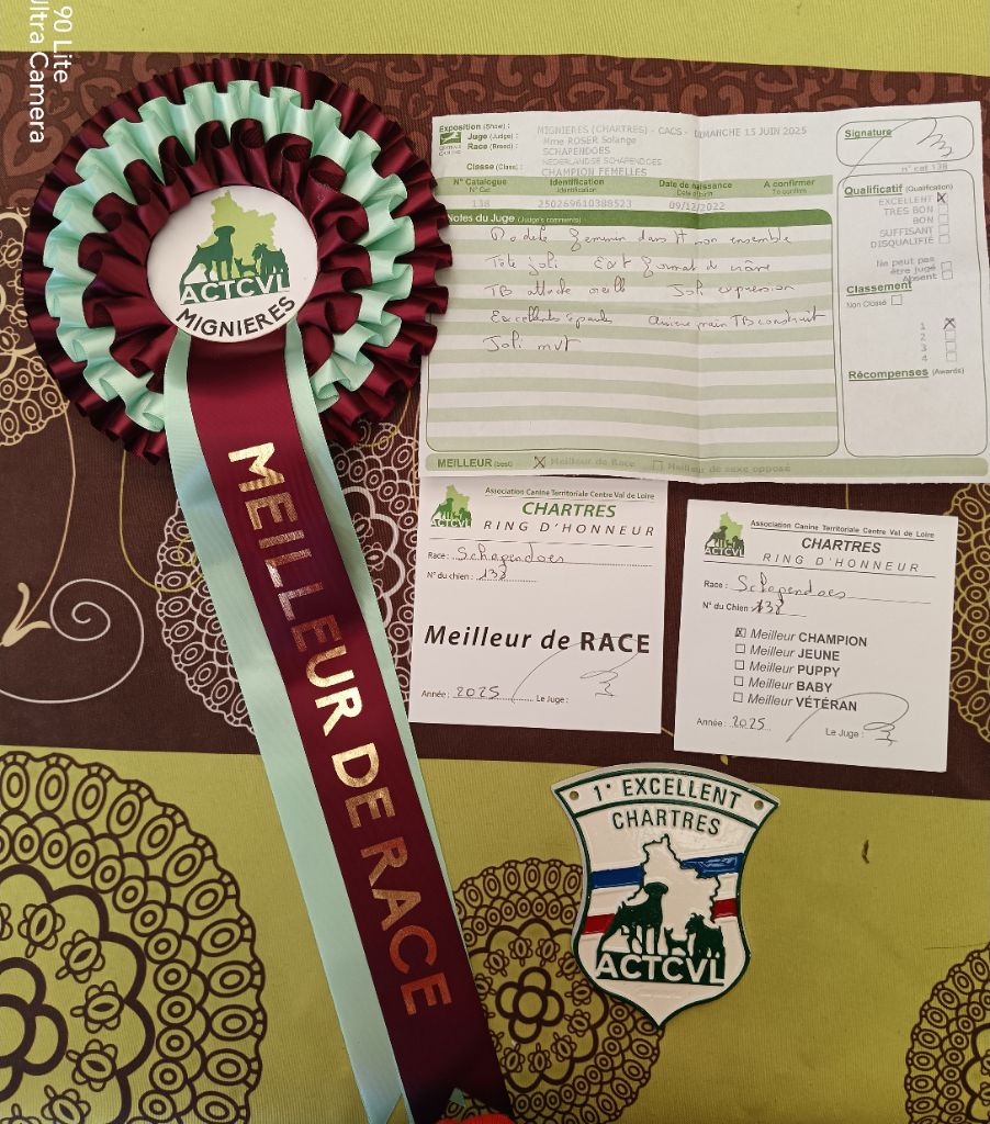 CH. Thylia litha grise Du bois des nonnes - 1er Exc - Meilleur Champion - Meilleur de Race