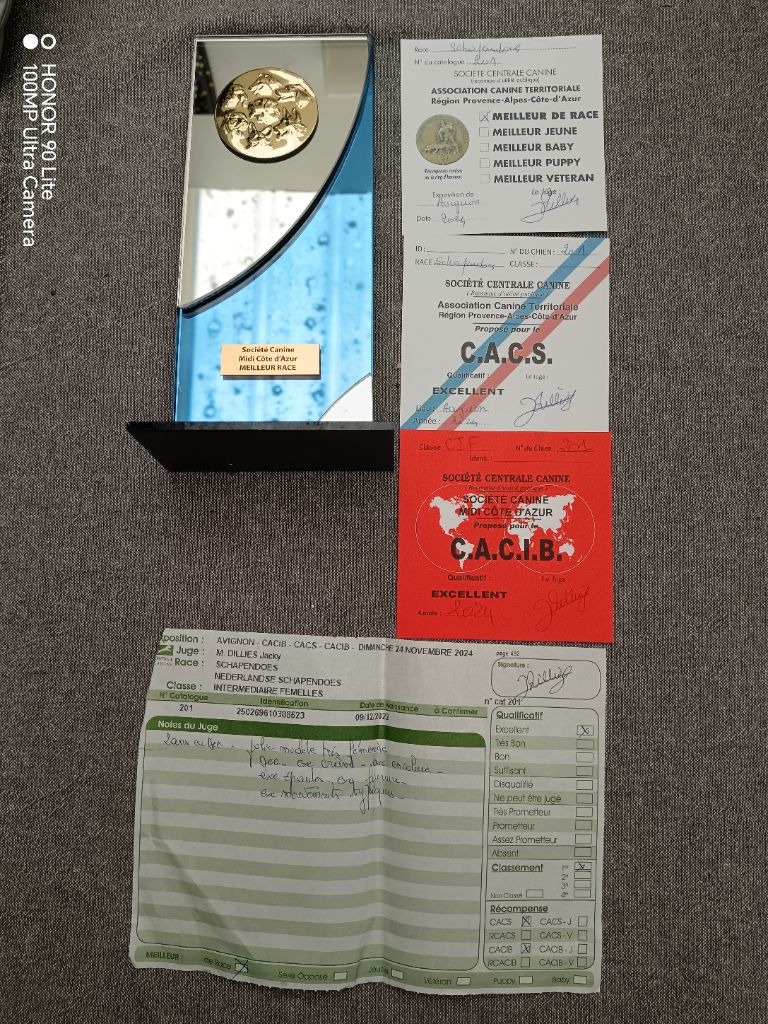 CH. Thylia litha grise Du bois des nonnes - 1er Exc - CACS - CACIB - Meilleur de Race