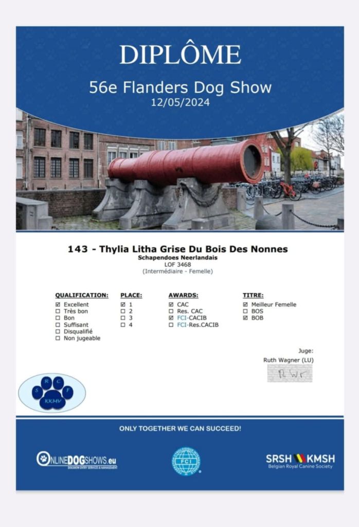 CH. Thylia litha grise Du bois des nonnes - 1er CACS - CACIB - Meilleur de Race