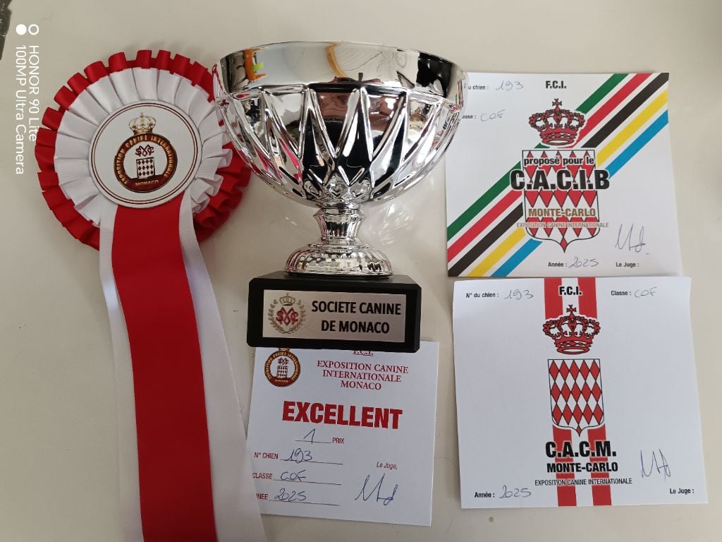 CH. Thylia litha grise Du bois des nonnes - 1er Exc - CACM - CACIB - Meilleur de Race