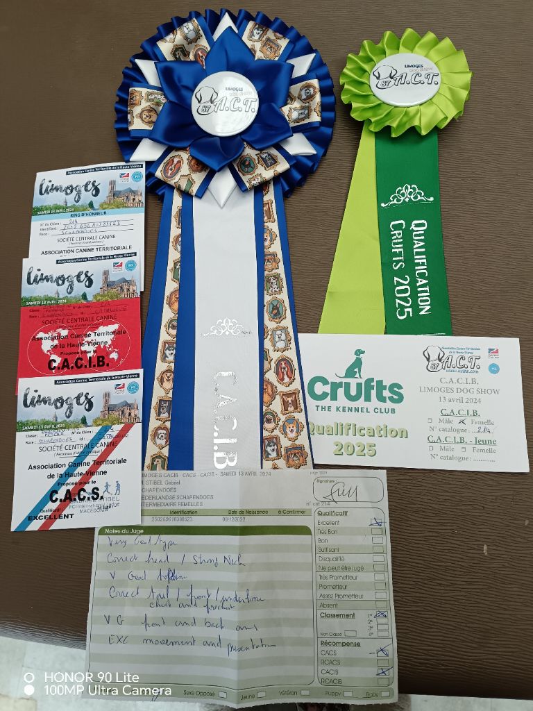 CH. Thylia litha grise Du bois des nonnes - 1er Exc - CACS - CACIB - Meilleur de Race - Qualif CRUFT